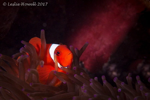 Clown fish and purple anemone by Leslie Howell 